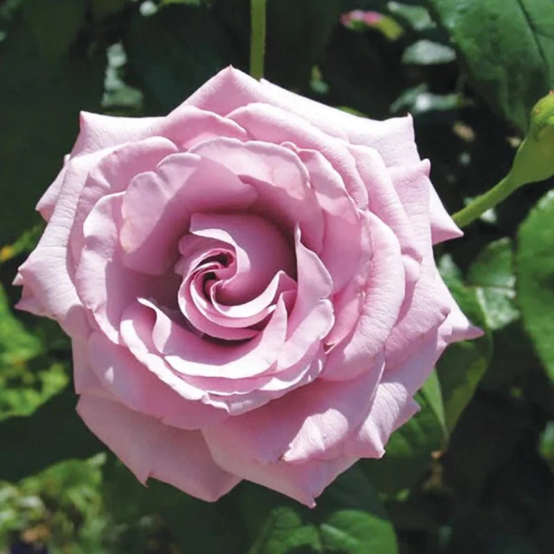 ROSE HYBRID TEA NEPTUNE