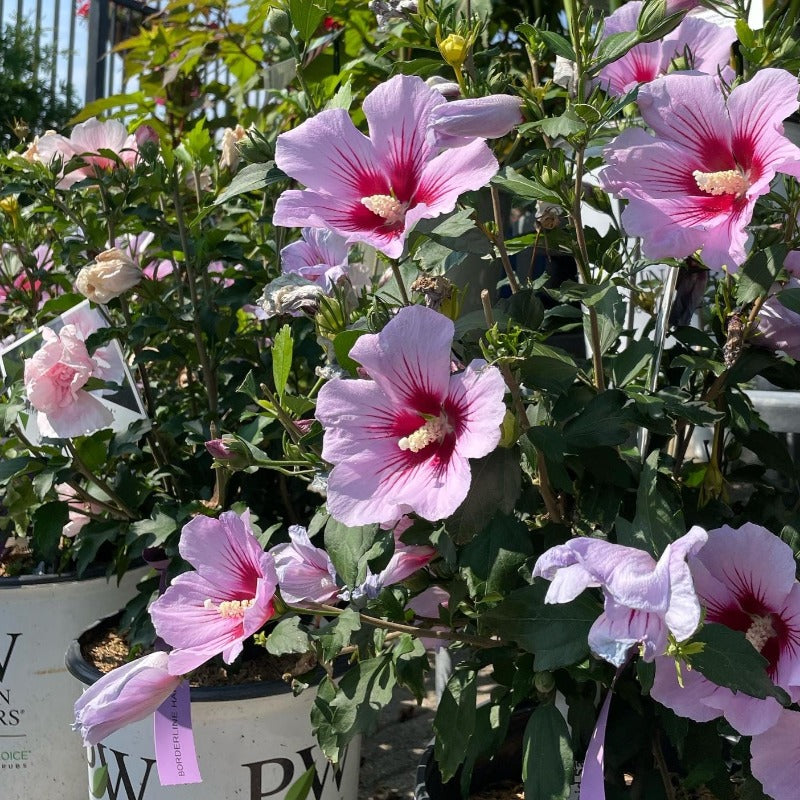 ROSE OF SHARON ORCHID SATIN