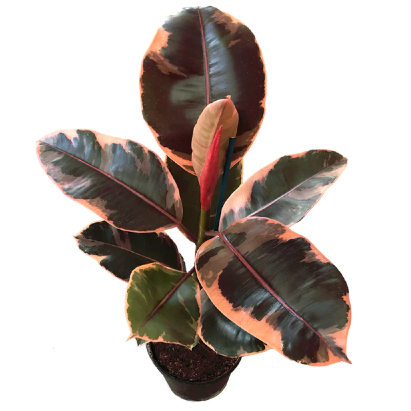 FICUS RUBY