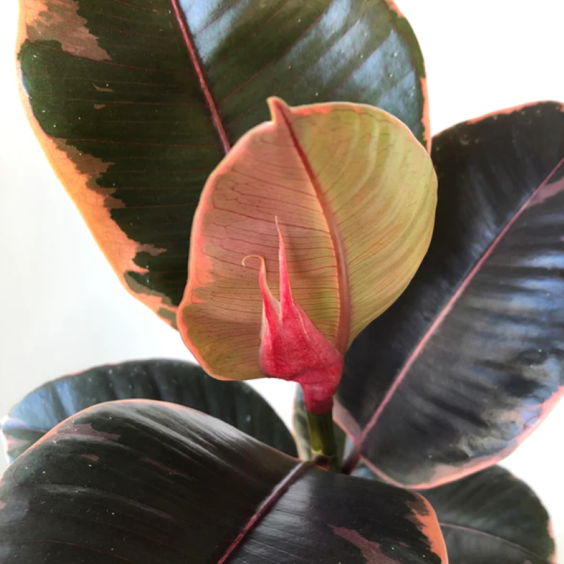 FICUS RUBY