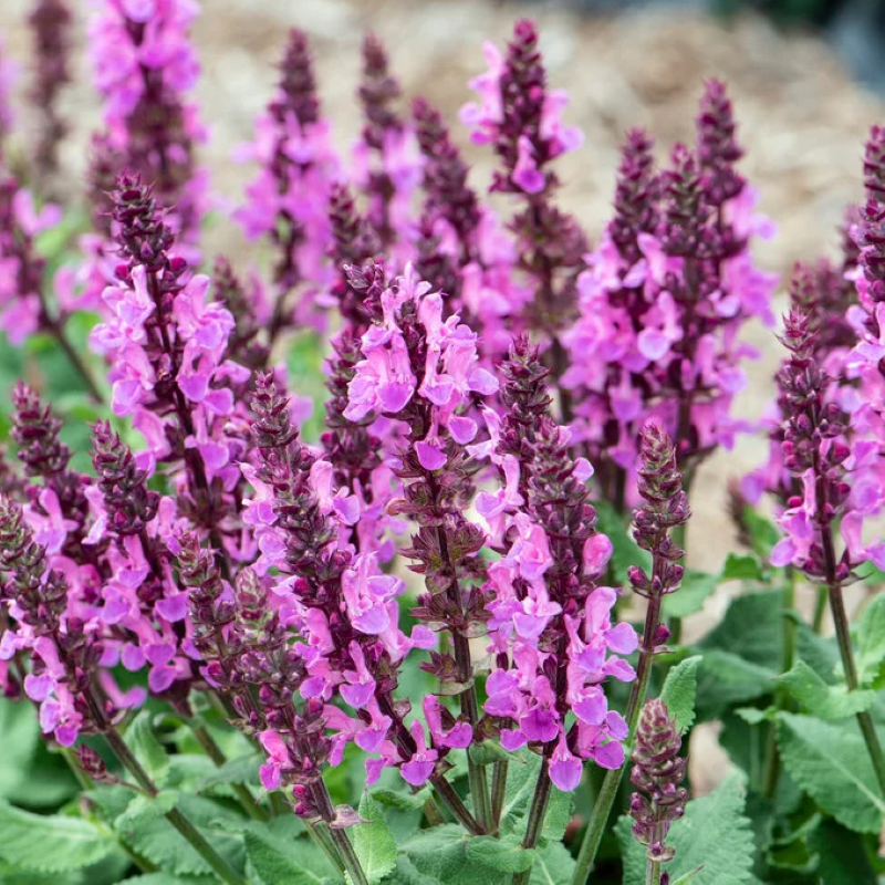 SALVIA ROSE MARVEL – Knippel Garden Centre