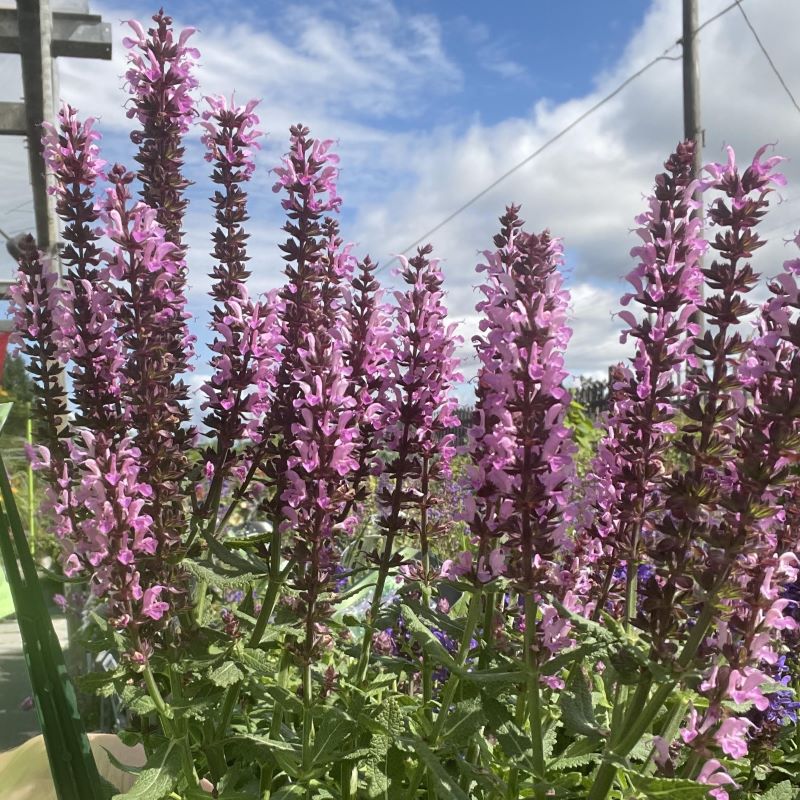 SALVIA VIOLET PROFUSION