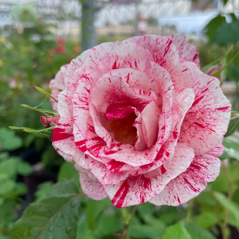 ROSE FLORIBUNDA SCENTIMENTAL