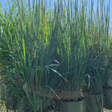 SCHIZACHYRIUM STANDING OVATION