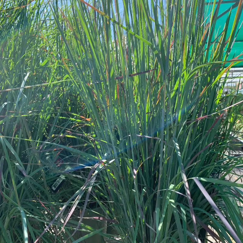 SCHIZACHYRIUM STANDING OVATION