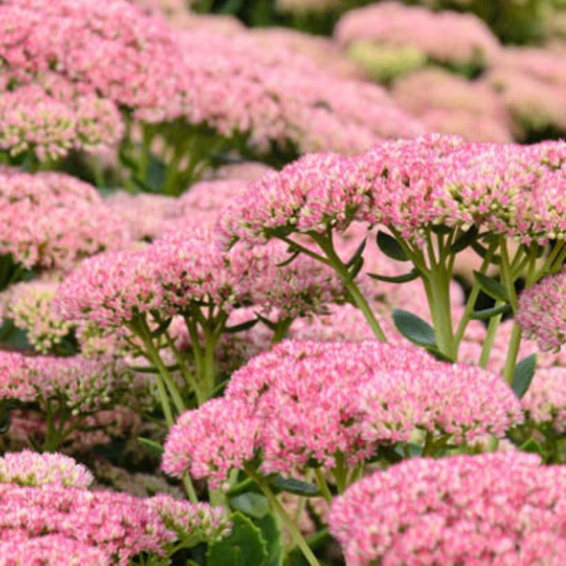 SEDUM AUTUMN JOY