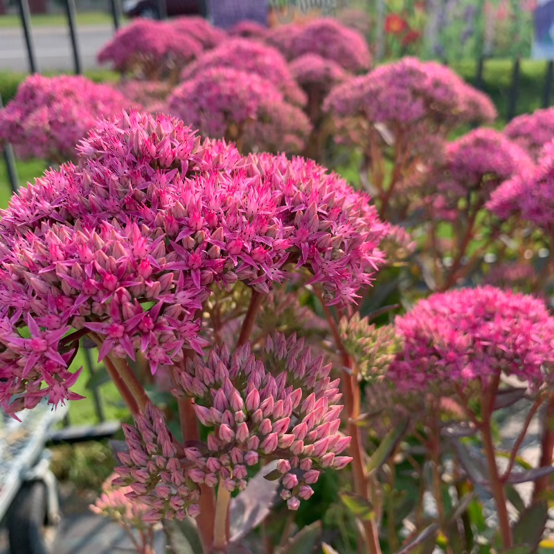 SEDUM CARL