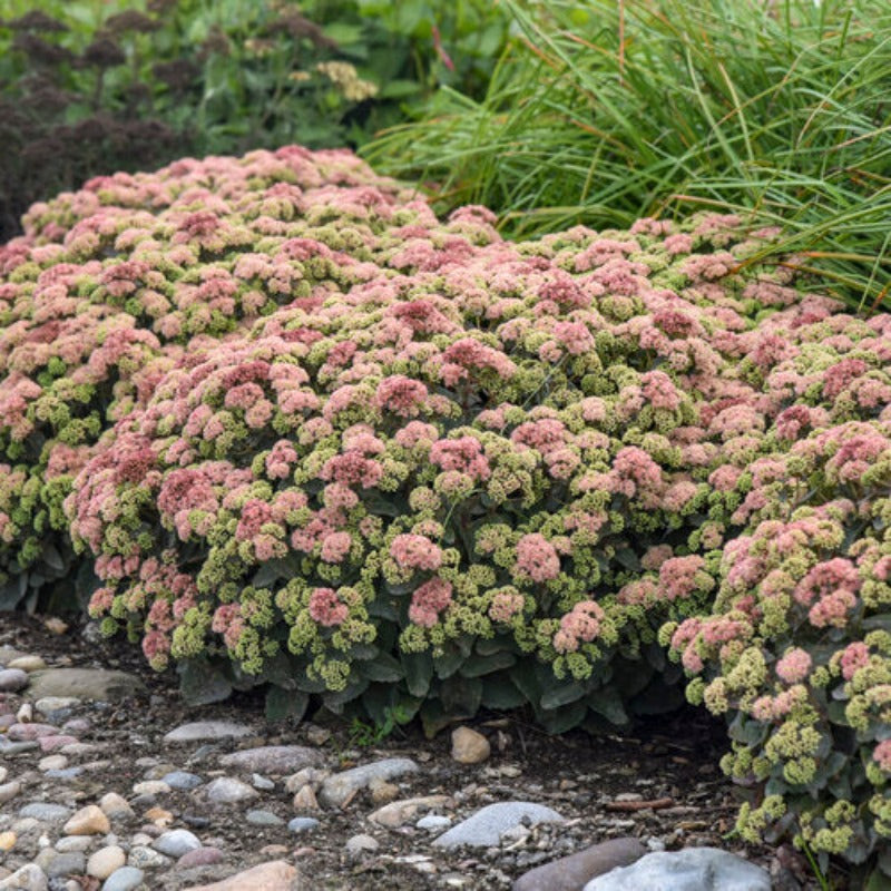 SEDUM ROCK N GROW CORALJADE