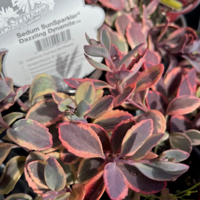 SEDUM DAZZLING DYNAMITE