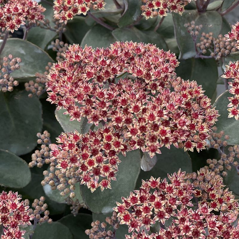 SEDUM ROCK N GROW BACK IN BLACK