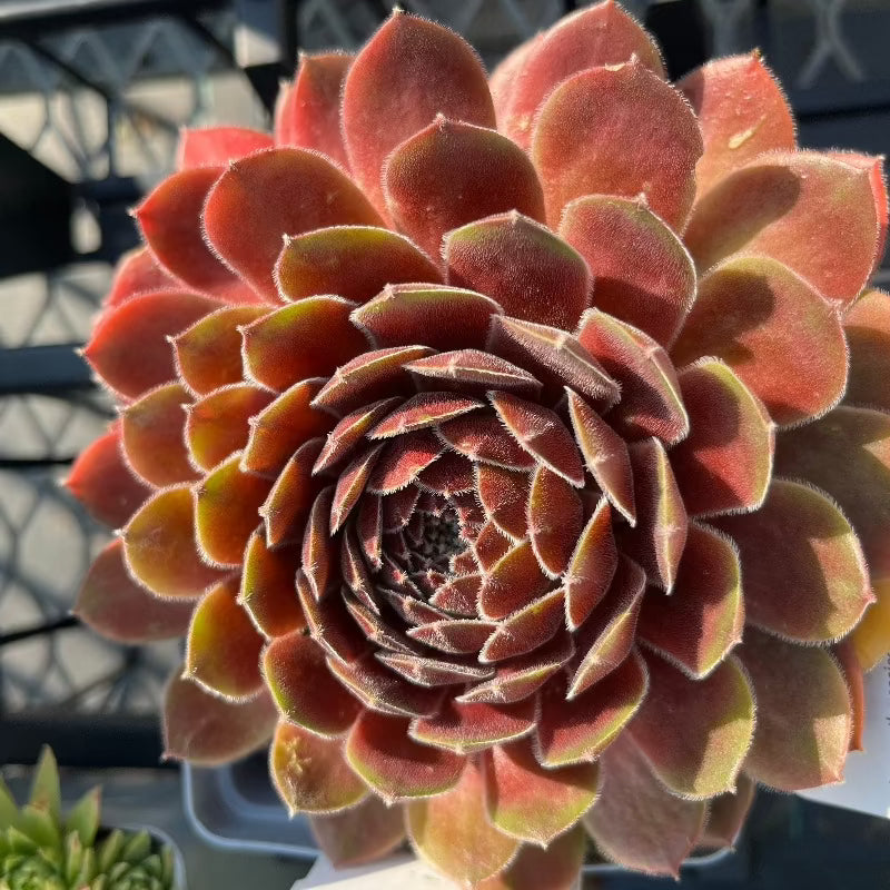 SEMPERVIVUM DEA