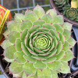 SEMPERVIVUM GOLD NUGGET