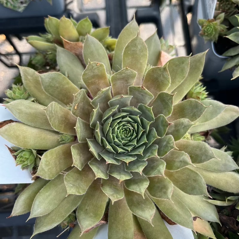 SEMPERVIVUM KALINDA