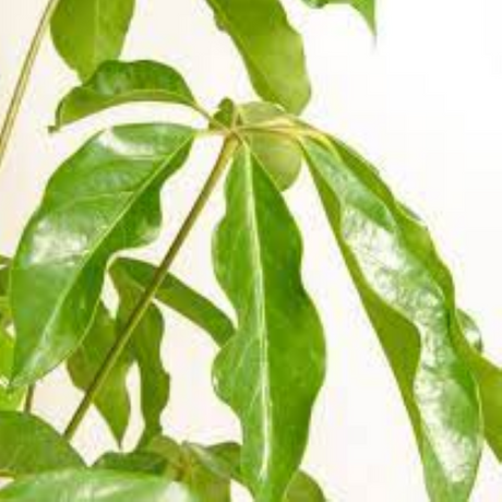 SCHEFFLERA AMATE