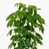 SCHEFFLERA AMATE