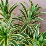 DRACAENA SONG OF INDIA