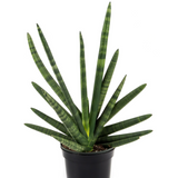 SANSEVIERIA STARFISH