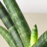 SANSEVIERIA STARFISH