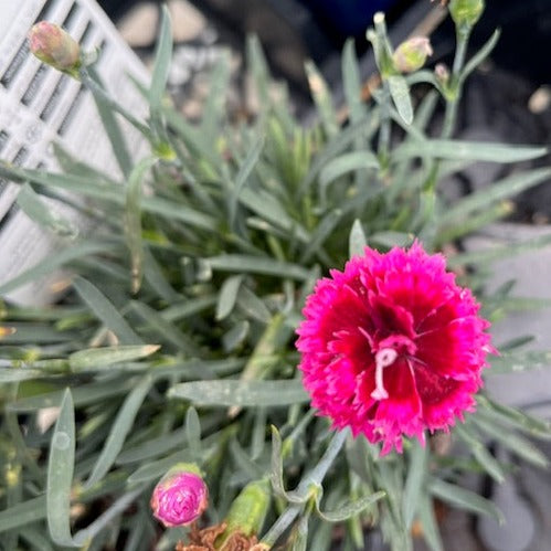 DIANTHUS STARLETTE