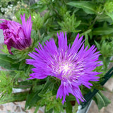 STOKESIA HONEYSONG PURPLE