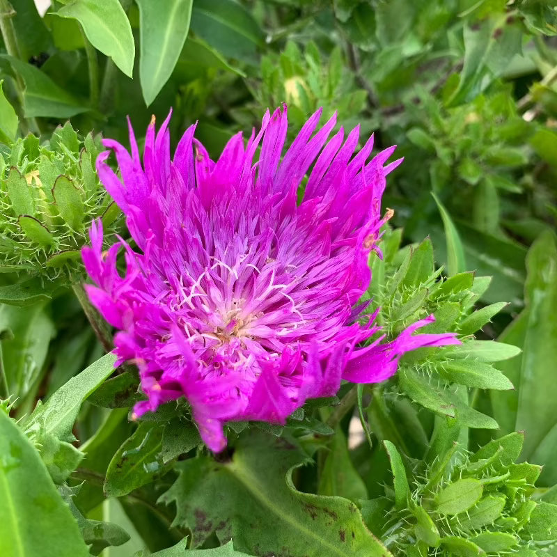 STOKESIA HONEYSONG PURPLE