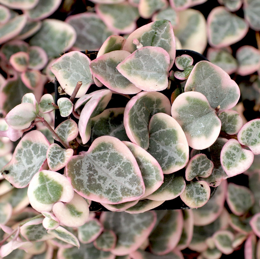 STRING OF HEART VARIEGATED