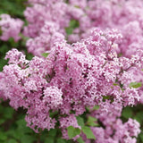 LILAC BLOOMERANG PURPINK