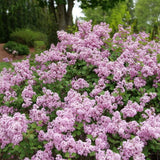 LILAC BLOOMERANG PURPINK