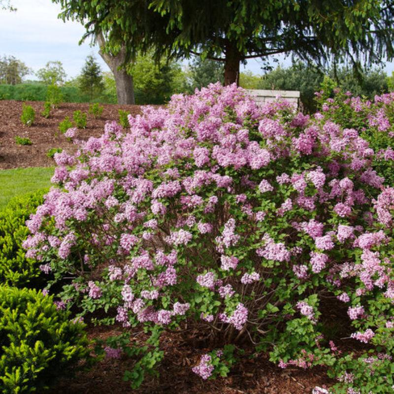 LILAC BLOOMERANG PURPINK