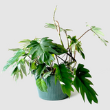 PHILODENDRON TAHITI