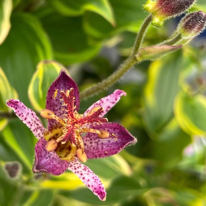 TRICYRTIS SAMURAI