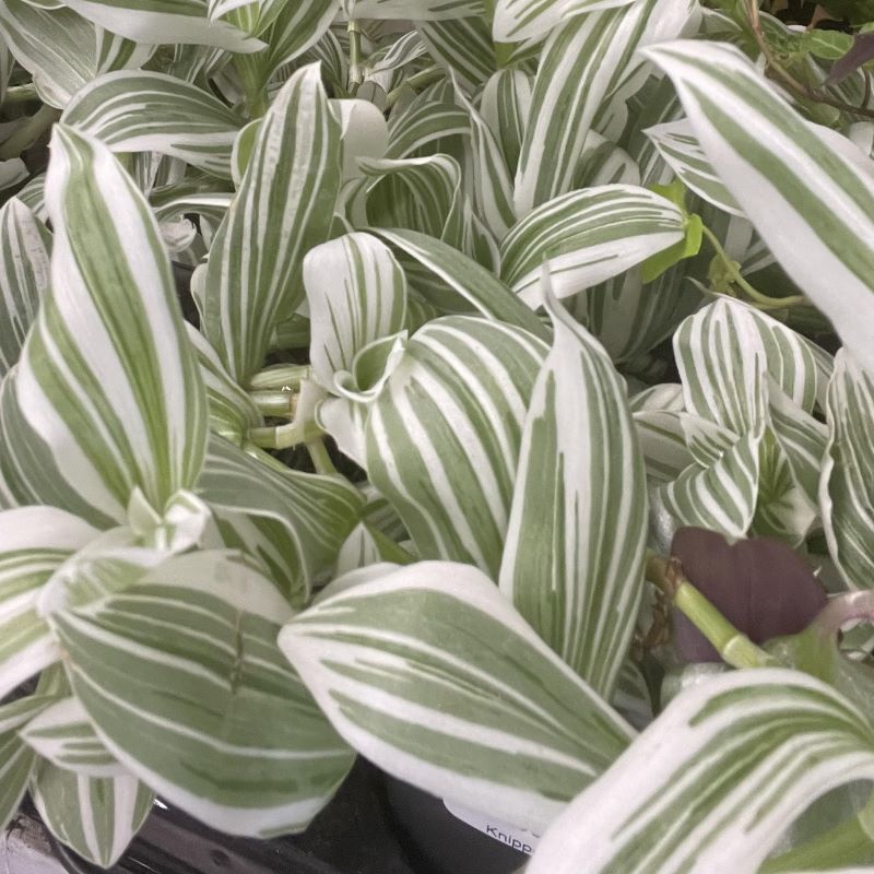 TRADESCANTIA ZEBRA