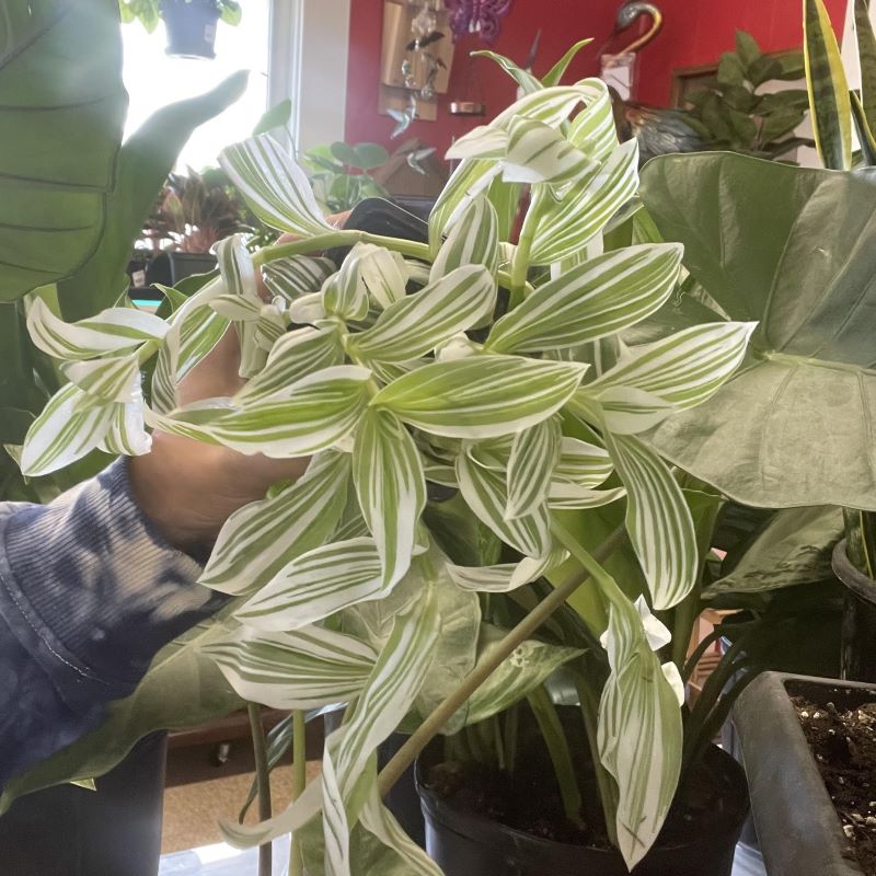 TRADESCANTIA ZEBRA