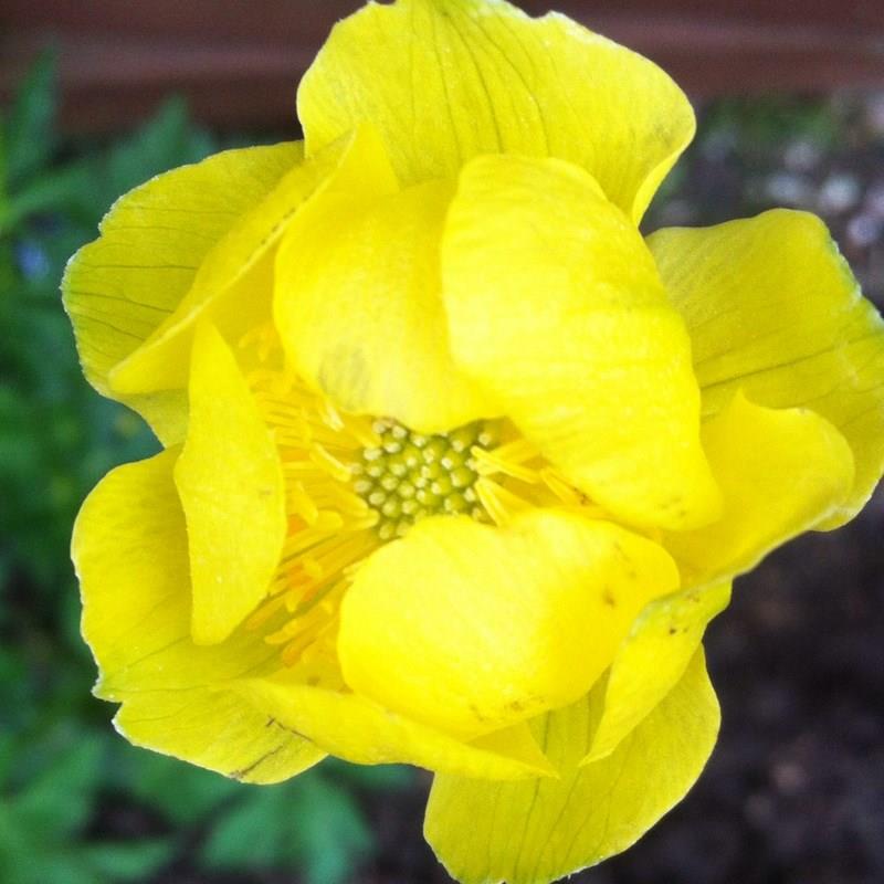 TROLLIUS LEMON QUEEN