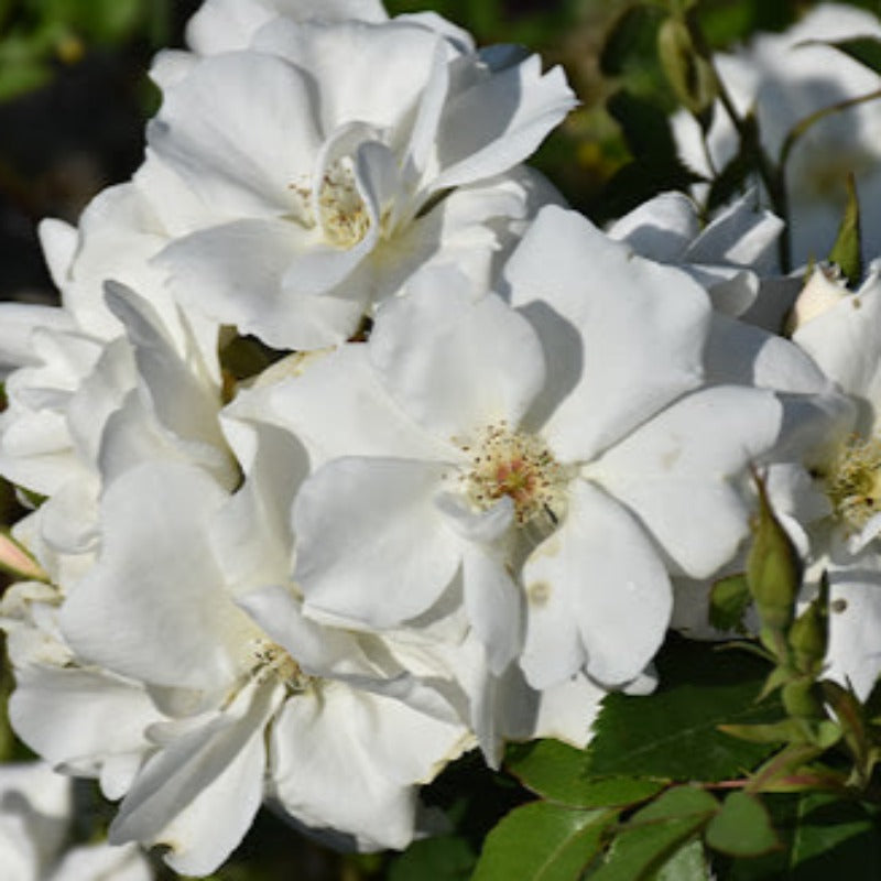 ROSE SHRUB MORDEN SNOW BEAUTY