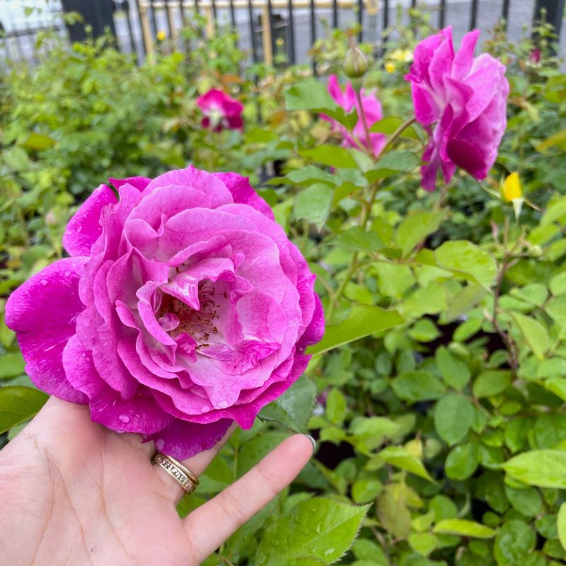 ROSE GRANDIFLORA WILD BLUE YONDER