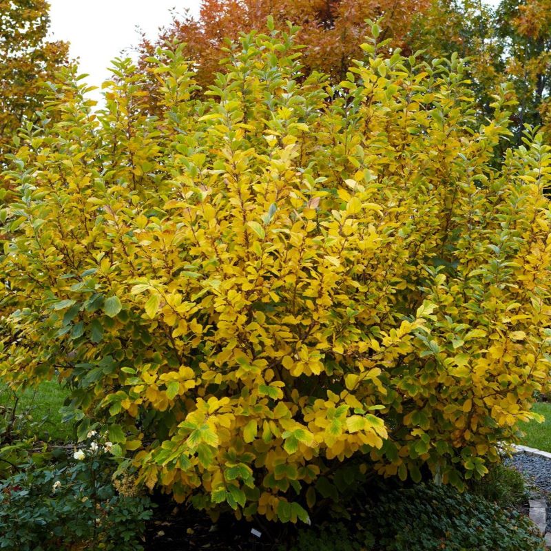 Witch-hazel – Knippel Garden Centre