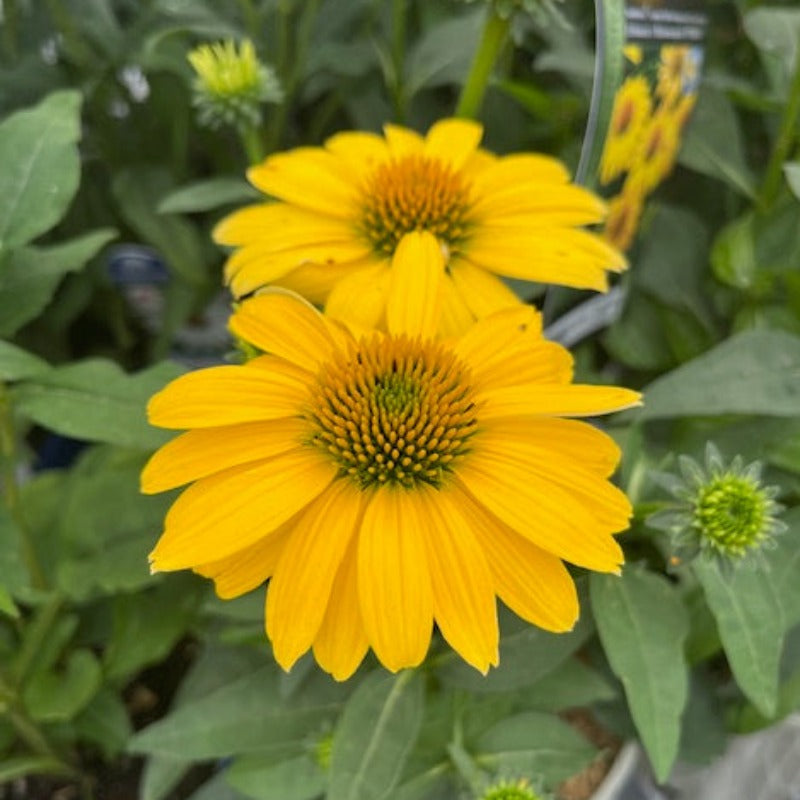 ECHINACEA SOMBRERO LEMON YELLOW IMPROVED