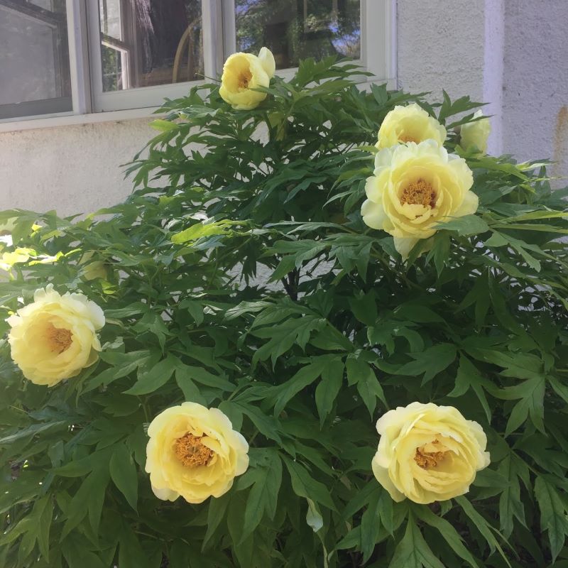 PAEONIA SUFFRUTICOSA YELLOW