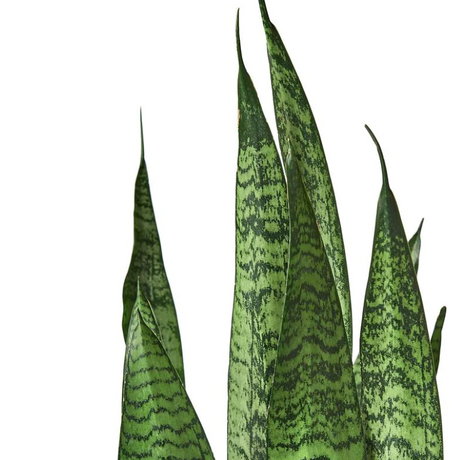 SANSEVIERIA ZEYLANICA