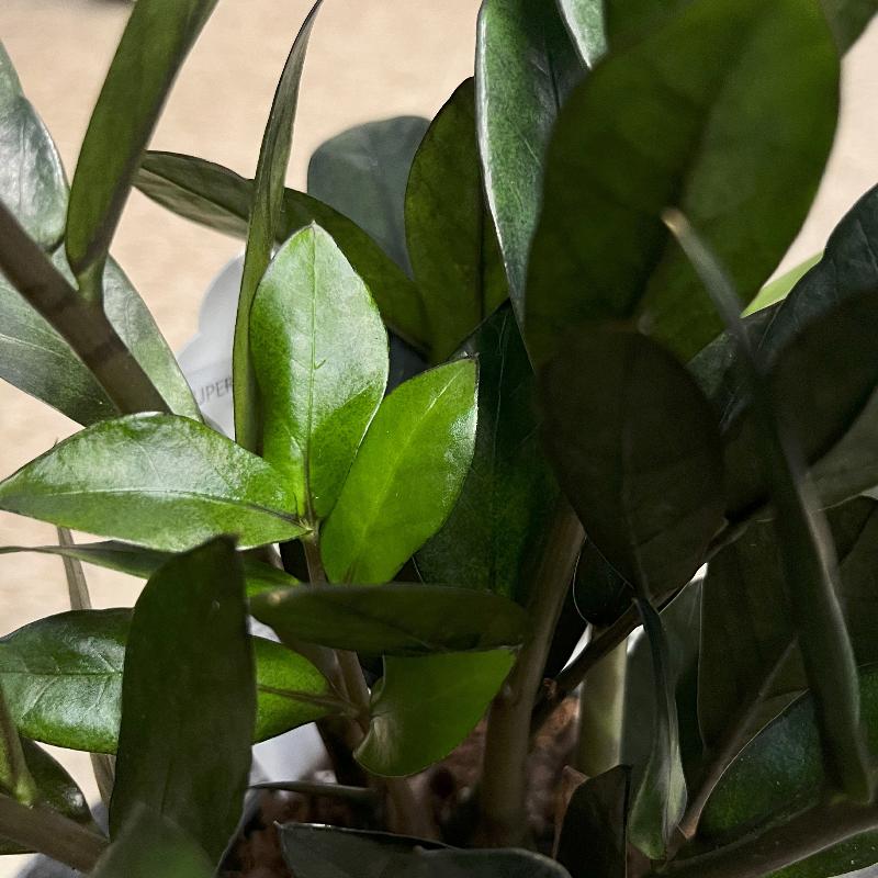 ZAMIOCULCAS ZAMIIFOLIA SUPERNO