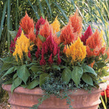 Celosia - Mix