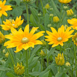 Rudbeckia - Prairie Sun