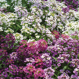 Alyssum - Mixed