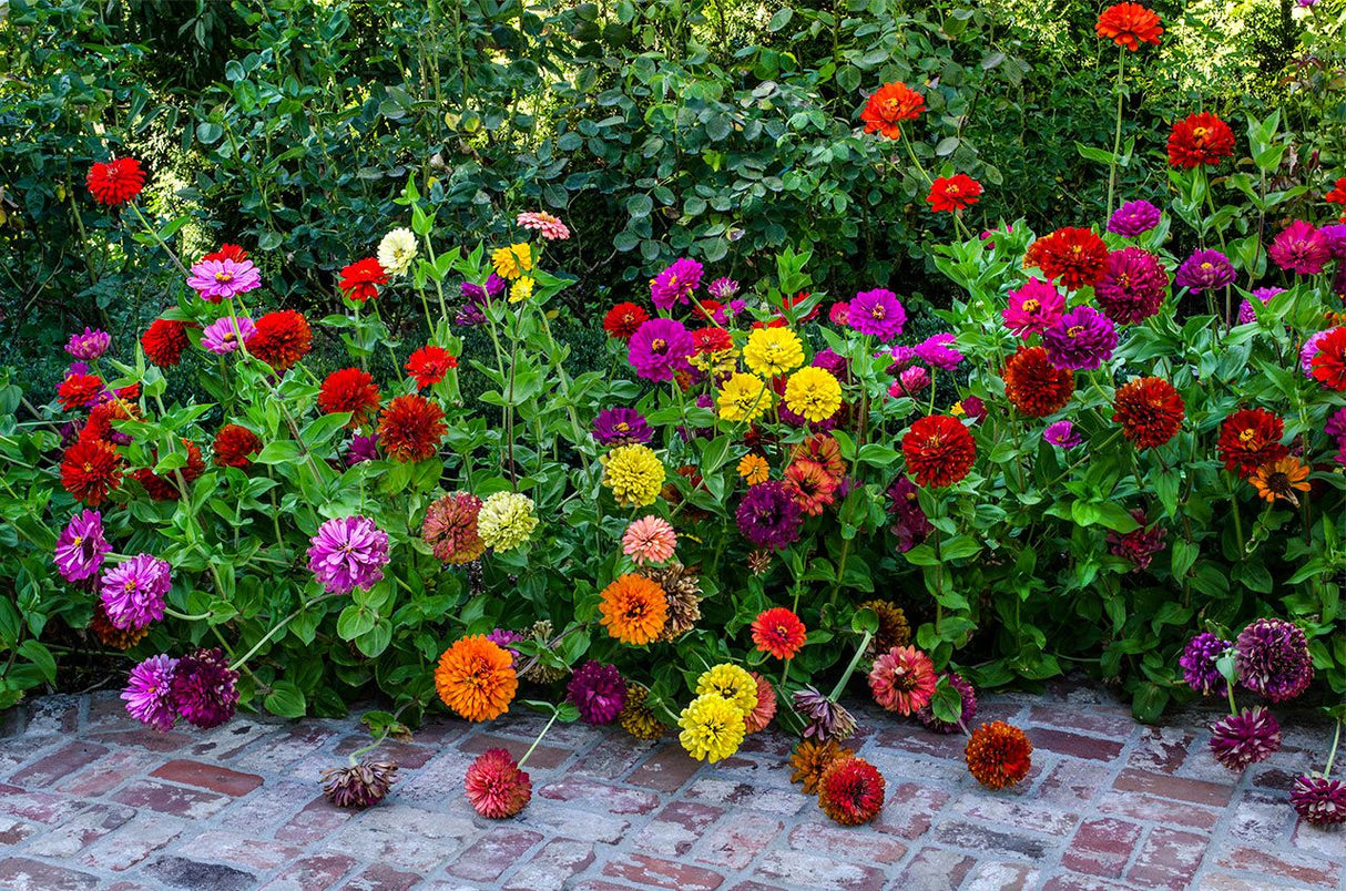 Zinnia - State Fair