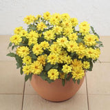 Zinnia - Profusion Yellow