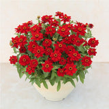 Zinnia - Profusion Red