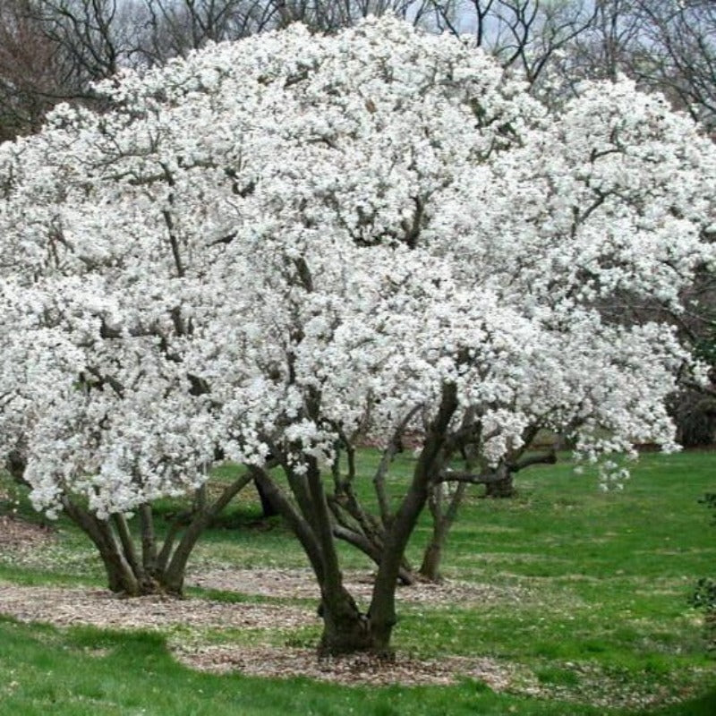 MAGNOLIA ROYAL STAR