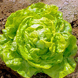 Lettuce - Boston Green