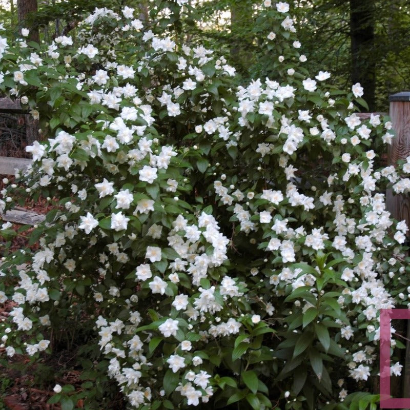 MOCK ORANGE VIRGINAL